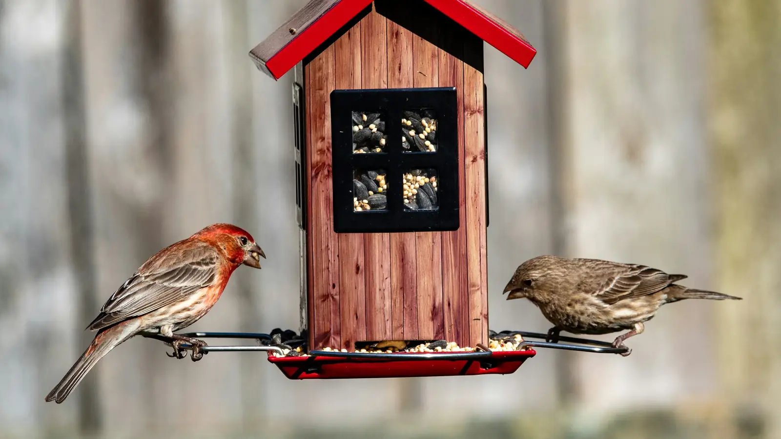brown bird on red wooden bird house